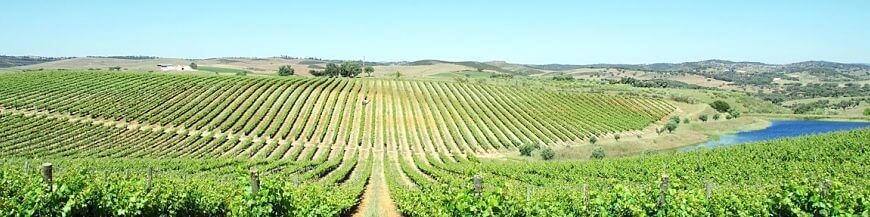 Achetez en ligne vos vins de l'Ancien Monde