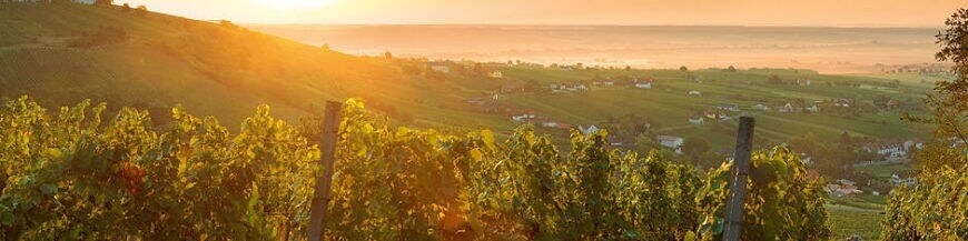 Commandez votre vin autrichien en ligne – Wines of Earth