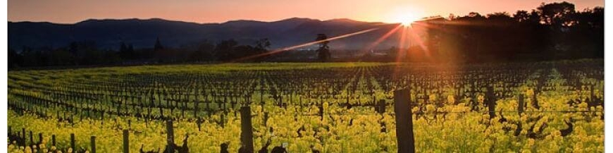 Vin hongrois et tokay à commander en ligne - Wines Of Earth