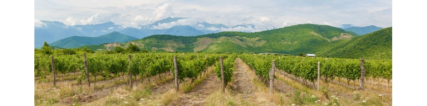 Achetez du vin géorgien chez votre e-caviste - Wines of Earth