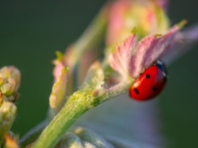 Qu'est-ce que le vin naturel et comment est-il élaboré ?