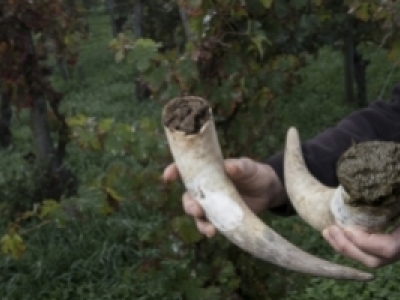 Guide complet du vin en biodynamie : devenez incollable