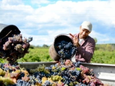 L'avenir du vin sans sulfites : où en est la recherche ?