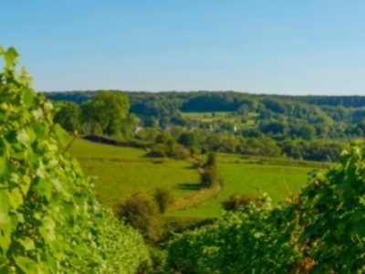 Réchauffement climatique : vers plus de cépages internationaux en Belgique ?
