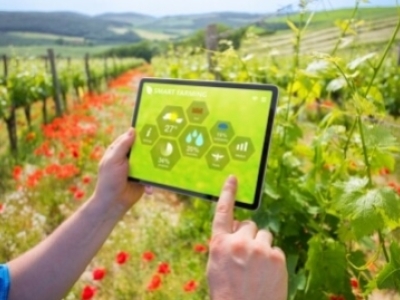 Technologie dans les vignes : quelles évolutions à venir ?